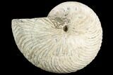 Fossil Nautilus - Madagascar #123140-1